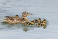 Ducklings Swimming, MallardÃÂ Duck Babies on Water Surface Royalty Free Stock Photo